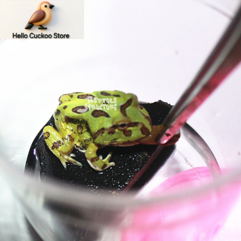 Horned Frog Food Granules Powd - Calcium Powder Reptile recension och pris